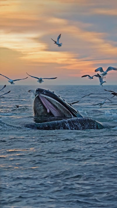 Humpback whales off the coast of Massachusetts (© Eric Kulin/plainpicture) mobile wallpaper