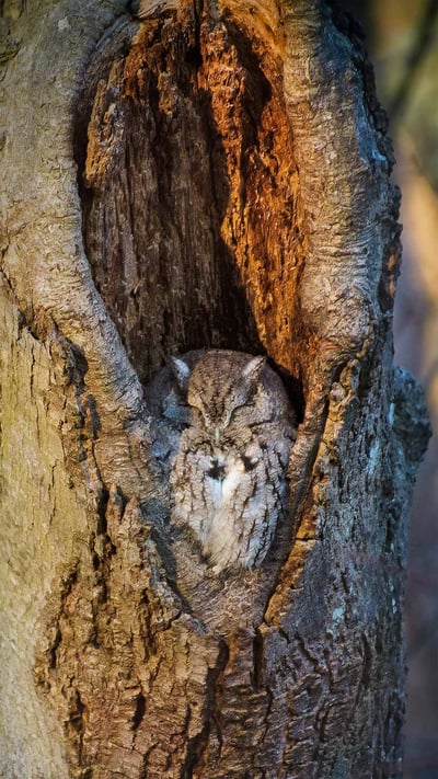 Screech owl resting in a tree cavity, Massapequa Preserve, Long Island, New York (© Vicki Jauron, Babylon and Beyond Photography/Getty Images) mobile wallpaper