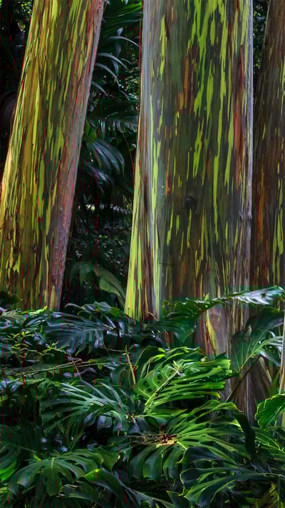 Rainbow eucalyptus trees along the Hana Highway, Maui, Hawaii (© GlowingEarth/Getty Images Plus) mobile wallpaper