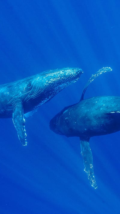 Humpback whales, Maui, Hawaii (© Flip Nicklin/Minden Pictures) mobile wallpaper