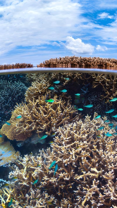 Coral reef in the Indian Ocean, overseas department of Mayotte, France (© Gabriel Barathieu/Minden Pictures) mobile wallpaper