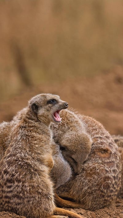 Meerkat family huddling together (© stefbennett/Shutterstock) mobile wallpaper