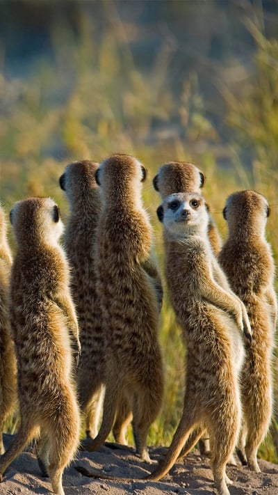 Meerkats in the Kalahari Desert in Botswana (© Aluma Images/Getty Images) mobile wallpaper