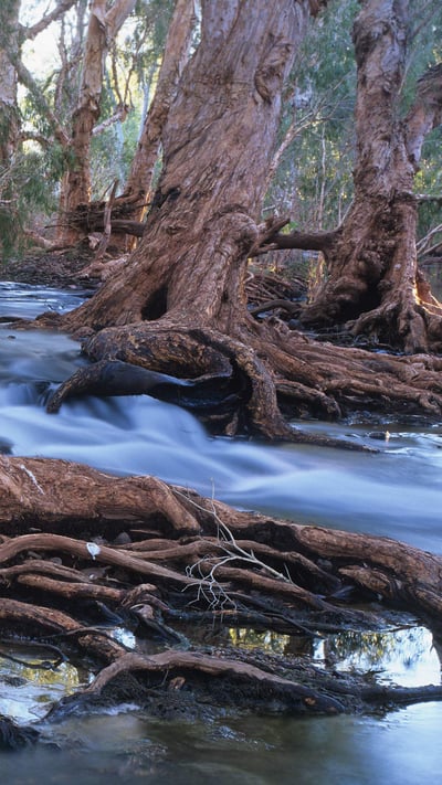Melaleuca trees in a stream after cyclonic rainfall, Western Australia (© Ted Mead/Getty Images) mobile wallpaper