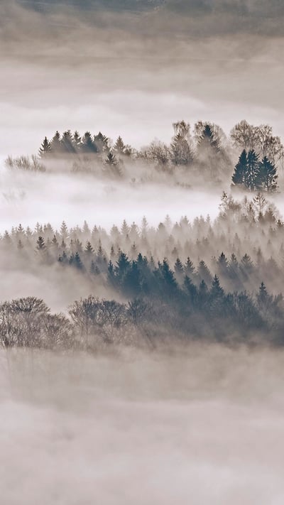 Mit Tannen und Fichten bewaldete Hügel bei Meschede, Sauerland, Nordrhein-Westfalen (© imageBROKER/Alamy Stock Photo) mobile wallpaper