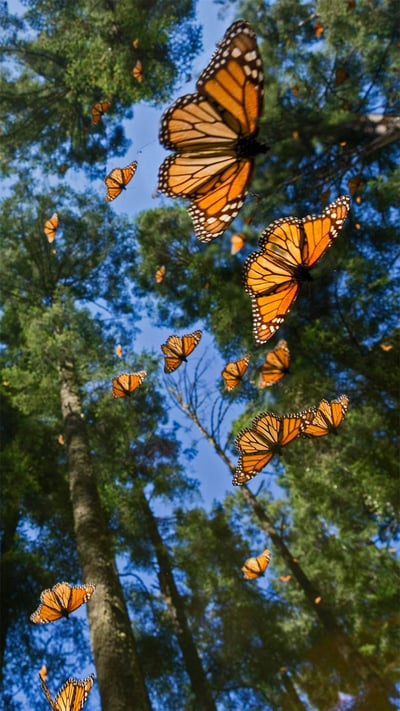 Monarch butterflies in the Monarch Butterfly Biosphere Reserve, Angangueo, Mexico (© Sylvain Cordier/Minden Pictures) mobile wallpaper