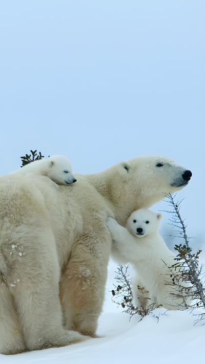 Polar bear mother and cubs, Churchill, Manitoba, Canada (© Thorsten Milse/Getty Images) mobile wallpaper