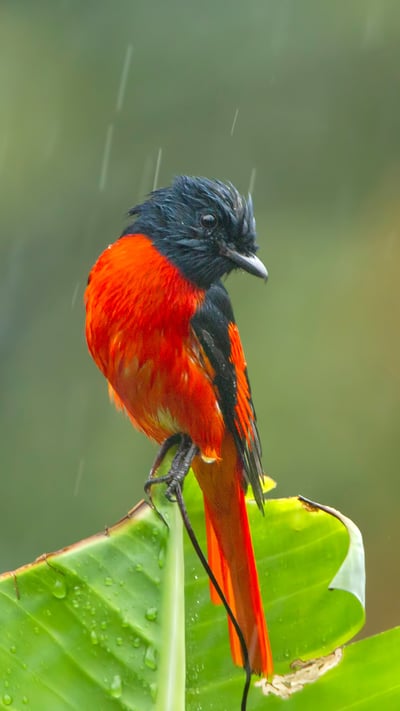 A scarlet Minivet during rainfall, West Bengal (© Debapratim Saha/Minden Pictures) mobile wallpaper