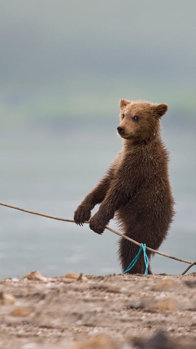Bear cubs playing by a lake (© Sergey Ivanov/Getty) mobile wallpaper