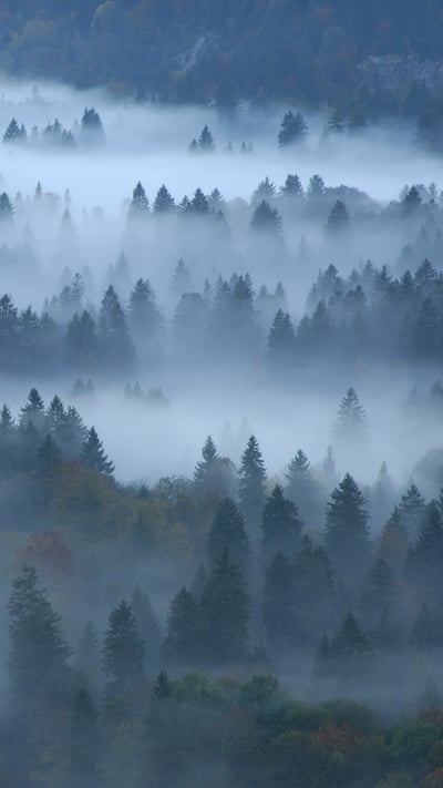 Mixed forest, Füssen, Bavaria, Germany (© Erich Kuchling/DEEPOL by plainpicture) mobile wallpaper