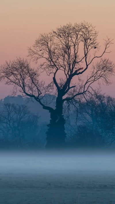 Leafless trees in the mist at sunrise, Surrey (© plainpicture/Design Pics/Charles Bowman) mobile wallpaper