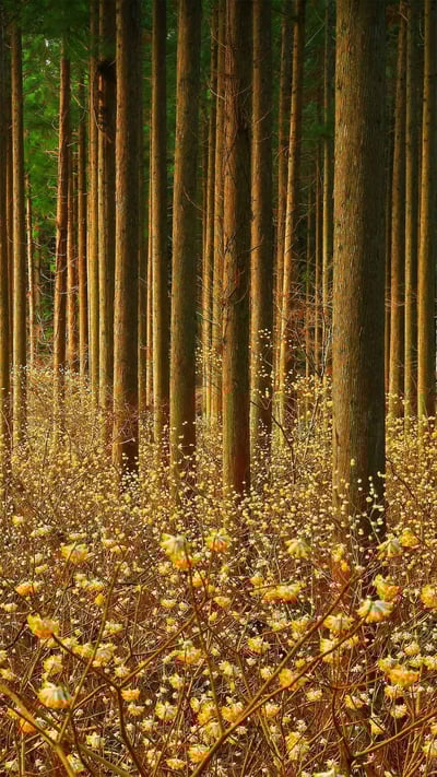 Mitsumata (aka paperbush) in a forest in Japan (© nattya3714/Getty Images) mobile wallpaper