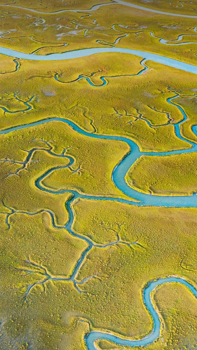 Aerial view of tidal channels in marshland of the Mockhorn Island State Wildlife Management Area, Virginia (© Shane Gross/Minden Pictures) mobile wallpaper