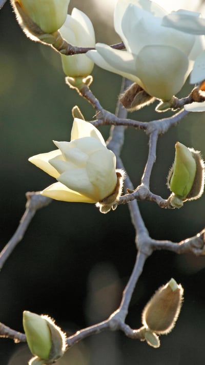 「白木蓮」 (© Aflo Co., Ltd/Alamy Stock Photo) mobile wallpaper