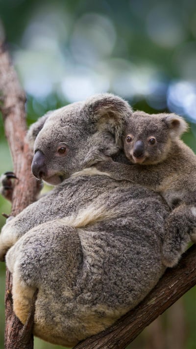 Koala mother and 8-month-old joey, Queensland, Australia (© Suzi Eszterhas/Minden Pictures) mobile wallpaper