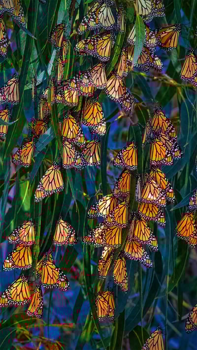 Monarch butterflies at Pismo Beach, California (© Mimi Ditchie/Getty Images) mobile wallpaper
