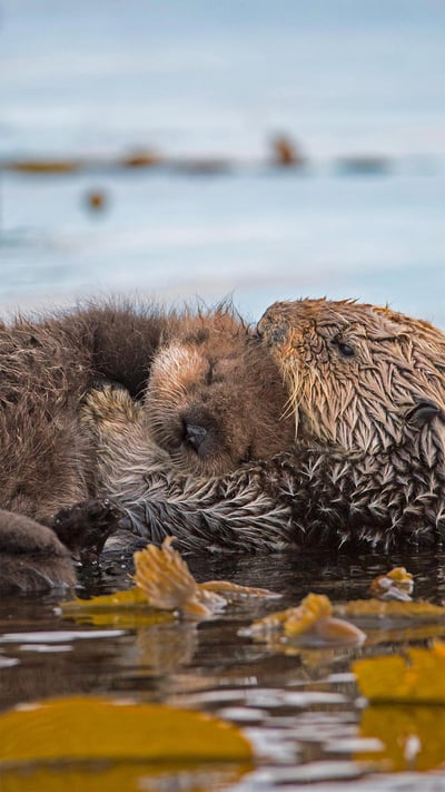 Sea otter mother and newborn pup in Monterey Bay, California (© Suzi Eszterhas/Minden Pictures) mobile wallpaper