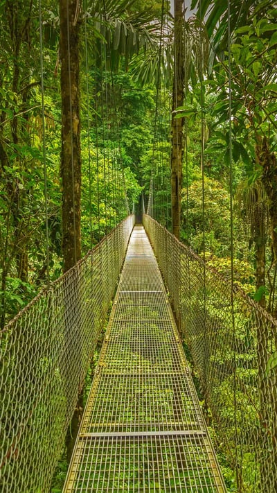 Hanging bridge in the Monteverde Cloud Forest Reserve, Costa Rica (© Dmitriy Burlakov/Getty Images) mobile wallpaper