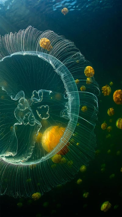 Moon jelly and golden jellyfish, Raja Ampat, West Papua, Indonesia (© Alex Mustard/Minden Pictures) mobile wallpaper