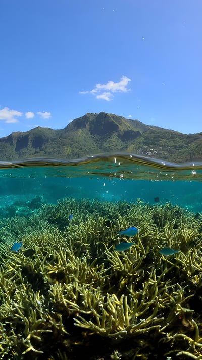 Corals and the lagoon of Mo'orea in French Polynesia (© bru_greg/Getty Images) mobile wallpaper