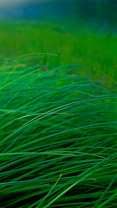 「スゲの草むら」米国ミネソタ州, ムース・レイク (© Jim Brandenburg/Minden Pictures) mobile wallpaper