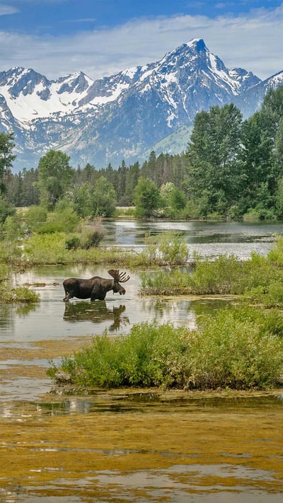 Moose crossing a pond below Mount Moran, Grand Teton National Park, Wyoming (© Jim Stamates/Minden Pictures) mobile wallpaper