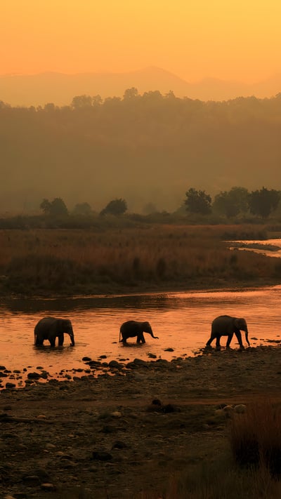 Elephants in Jim Corbett National Park, India (© ABHILASH VISWA PICASSO/Shutterstock) mobile wallpaper