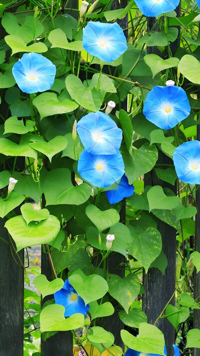 早朝に開花する美しいアサガオ (© borchee/Getty Images) mobile wallpaper