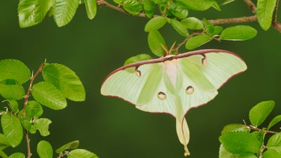 Moth-ers day