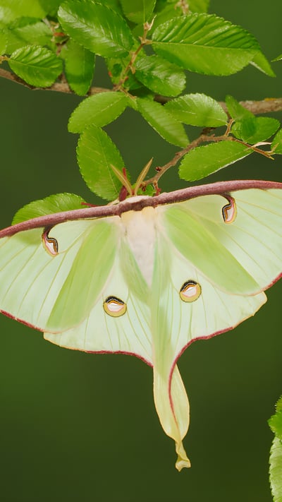 Luna moth resting on cedar elm, New Braunfels, Texas, USA (© Rolf Nussbaumer/Nature Picture Library) mobile wallpaper