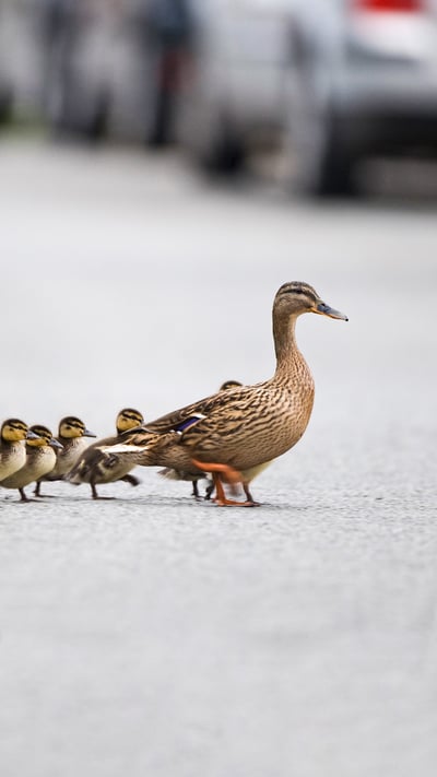 Mallard, Anas platyrhynchos, mother leading ducklings across road, Arundel, Sussex (© David Tipling/Universal Images Group via Getty Images) mobile wallpaper