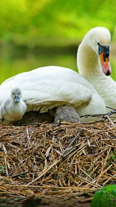 Swan and her cygnets on a nest in Stroud, Gloucestershire (© PJ photography/Shutterstock) mobile wallpaper