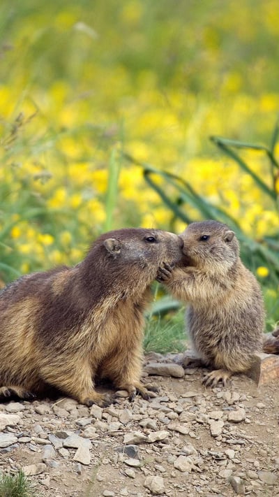 Une marmotte et son petit à l’occasion de la fête des Mères en France (© AGB Photo Library/age footstock) mobile wallpaper