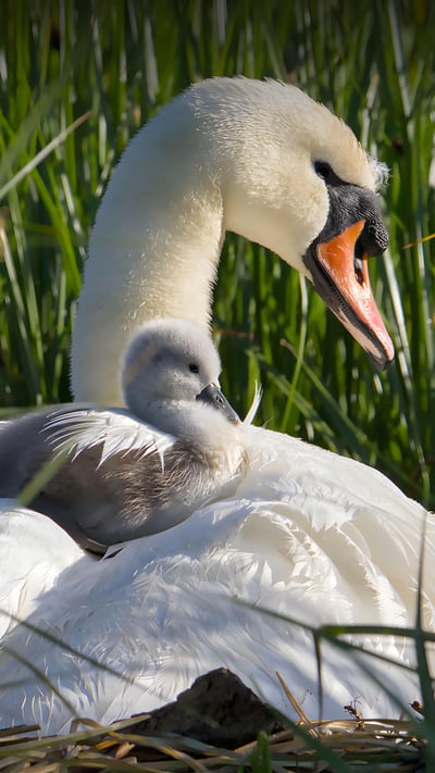 Mute swan mother and cygnet, Stanpit Marsh, England (© LecartPhotos/Alamy Stock Photo) mobile wallpaper
