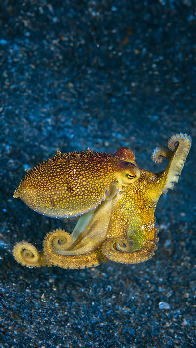 Mototi octopus, Lembeh Strait, Indonesia (© Howard Chew/Alamy) mobile wallpaper