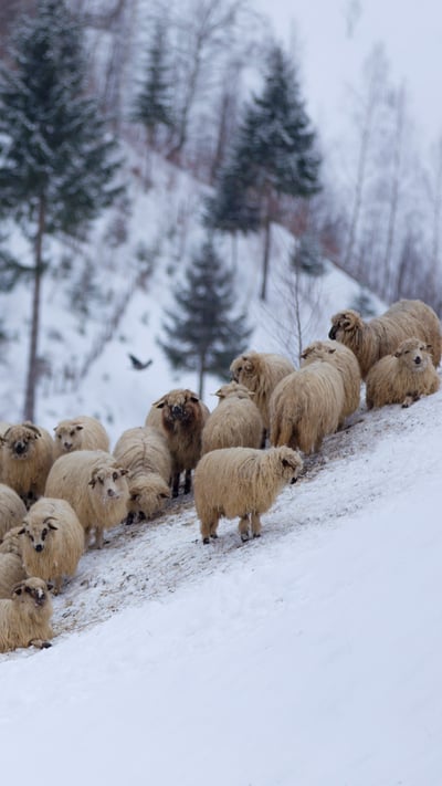 Flock of sheep in the mountains, during winter (© cta88/iStock/Getty Images Plus) mobile wallpaper