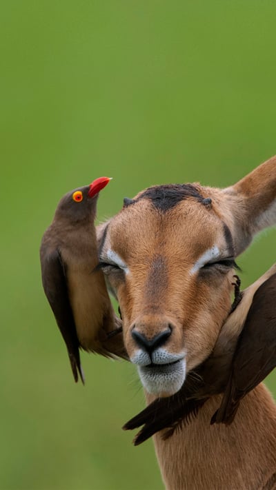 Red-billed oxpeckers on an impala in Mpumalanga, South Africa (© Heini Wehrle/Minden Pictures) mobile wallpaper