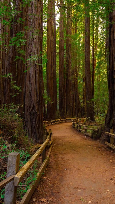 Muir Woods National Monument near San Francisco, California (© Mia2you/Shutterstock) mobile wallpaper