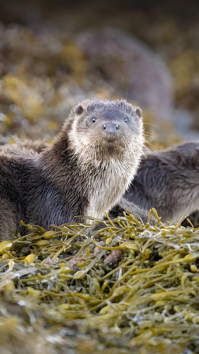 Eurasian otters, Loch Spelve, Isle of Mull, Scotland (© Neil Henderson/Alamy) mobile wallpaper