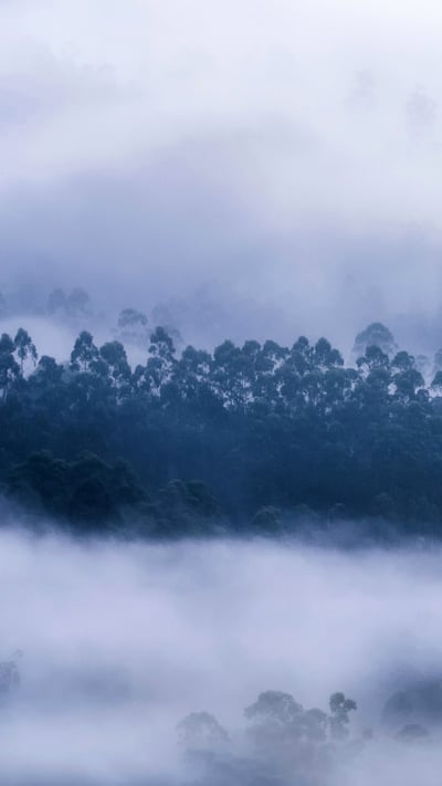 Mist surrounding a forest in Munnar, Kerala (© Ahammed Riswan/EyeEm/Getty Images) mobile wallpaper