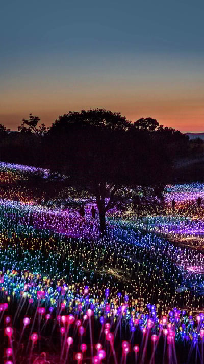 'Field of Light at Sensorio,' by Bruce Munro, Paso Robles, California (© George Rose/Getty Images) mobile wallpaper