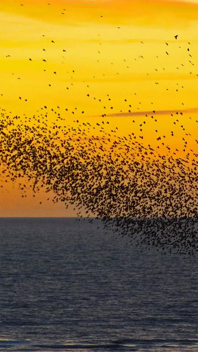 Starlings at sunset in Blackpool, England (© Mediaworld Images/Alamy) mobile wallpaper