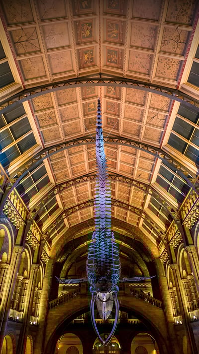 Blue whale skeleton in the Natural History Museum, London, England (© Bailey-Cooper Photography/Alamy) mobile wallpaper
