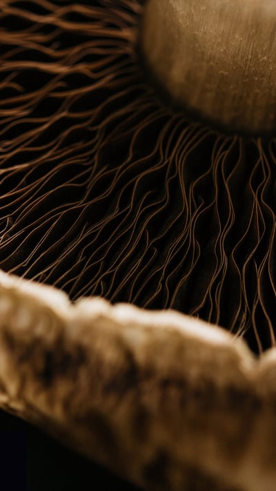 Detail of a portobello mushroom (© Justin Galloway/Offset) mobile wallpaper