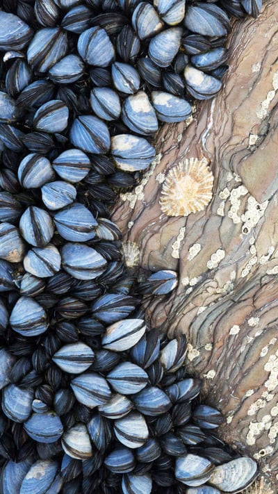 Colony of Common Mussels (Mytilus edulis) growing on striated rock formation exposed at low tide. Cornwall, England. (© Alex Hyde/Minden Pictures) mobile wallpaper