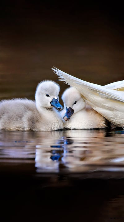 Two mute swan chicks shelter under mom's tail feathers at Massapequa Preserve, Long Island, New York (© Vicki Jauron/Getty Images) mobile wallpaper