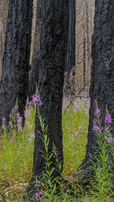 Fireweed in North Cascades National Park in Washington state (© Danita Delimont/Getty Images) mobile wallpaper