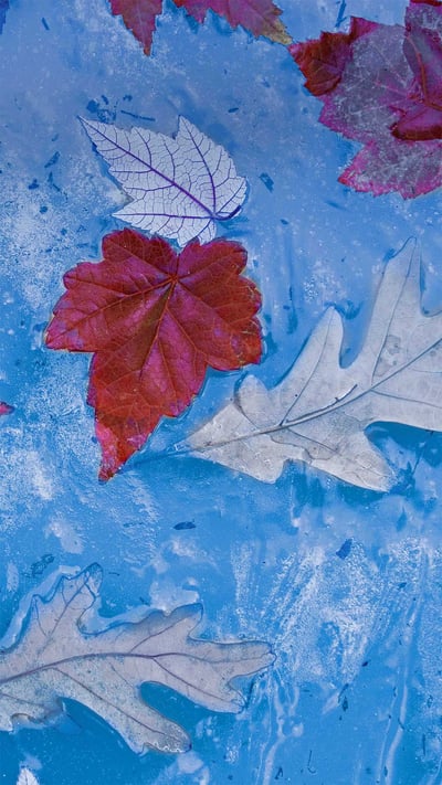 Autumn leaves frozen in ice, Price Lake, Julian Price Memorial Park, Blue Ridge Parkway, North Carolina (© Richard Bernabe/Offset by Shutterstock) mobile wallpaper