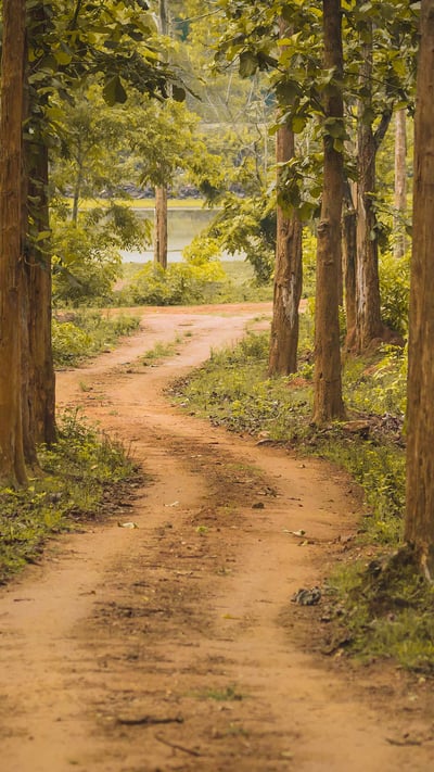 Nagarhole National Park, Karnataka, India (© Vivek BR/Shutterstock) mobile wallpaper