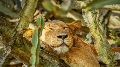 Snooze and conquer